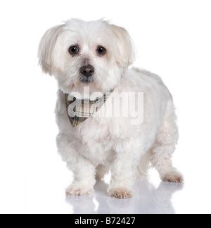 Cane maltese 13 anni davanti a uno sfondo bianco Foto Stock