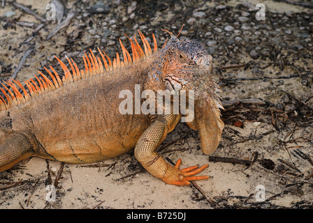 Iguana verde lucertola arboree dal Messico Foto Stock