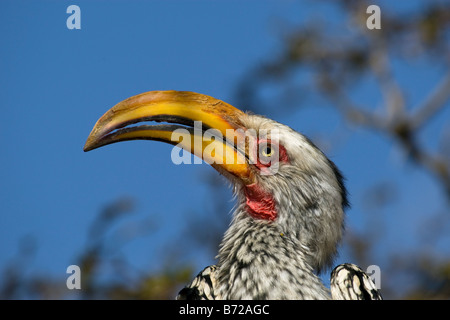 Southern Yellow-fatturati Hornbill, l'Okonjima, Namibia Foto Stock