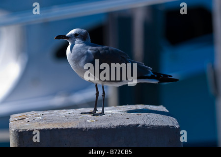 Sailfish Marina ridendo gull , Larus Articilla , Seagull con gambe rosa , rosa e nero grigio bill & il piumaggio bruno arroccato su di ormeggio barche Foto Stock