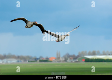 Le oche in volo i Paesi Bassi Foto Stock