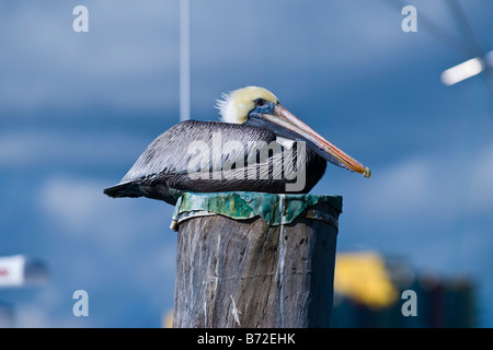 Sailfish Marina un pellicano bruno , Pelecanus occidentalis , arroccato su di attracco a guardare il mondo che passa da Foto Stock