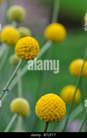 Craspedia globosa coscia Billy pulsanti forma fiore sfera sfera struttura strutturali levetta dello stelo alto e sottile Foto Stock