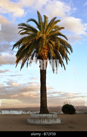 Lone Palm tree contro un bel cielo nuvoloso Foto Stock