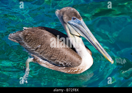 Sailfish Marina , un marrone pelican , Pelecanus occidentalis , nuotare nel mare guardando wild tarpon pesce al di sotto di esso Foto Stock