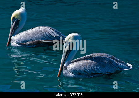 Sailfish Marina , due pellicani marroni , Pelecanus occidentalis , nuotare nel mare guardando wild tarpon pesce al di sotto di esse Foto Stock