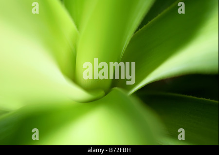 In prossimità di una foglia di nuovo su una pianta di yucca Foto Stock