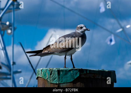 Sailfish Marina ridendo gabbiano, Larus Articilla , seagull nero con zampe e coda & Bill & il piumaggio bruno appollaiato sul polo di ormeggio Foto Stock