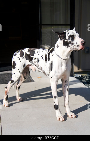 Arlecchino Alano razza di cane in New Hampshire USA Foto Stock