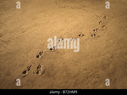 Stampe di cane nella sabbia Foto Stock