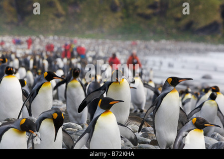 I viaggiatori tra Re pinguini (Aptenodytes patagonicus) sulla spiaggia di Porto Oro Georgia del Sud Antartide Foto Stock