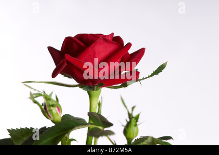 Ancora in vita di rosso impianto di Natale in cesto Rose. Interflora dono. Foto Stock