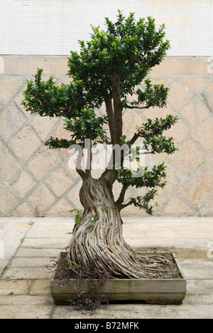 Cinese bonsai Banyan Tree in un contenitore poco profondo al buddista di Tempio di Kek Lok Si presso Air Itam, Penang, Malaysia Foto Stock