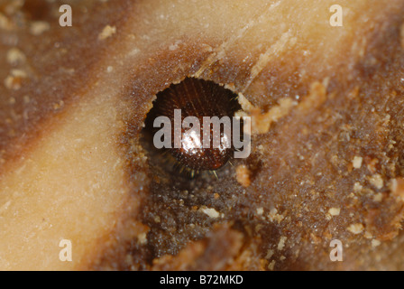 Il bostrico Xyleborus sp un legno noioso beetle in danneggiato albero ornamentale Foto Stock