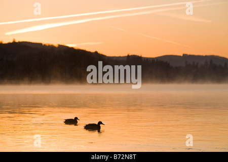 Sentieri di vapore o Contrails oltre un mattino cielo vicino a Ambleside Cumbria Regno Unito con le anatre sul Lago di Windermere in primo piano Foto Stock