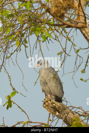 Dark Salmodiare Astore Melierax metabates selvatica Foto Stock