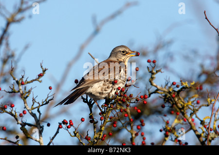 Allodole Cesene Beccacce Turdus pilaris mangiare biancospino bacche Midlands inverno Foto Stock