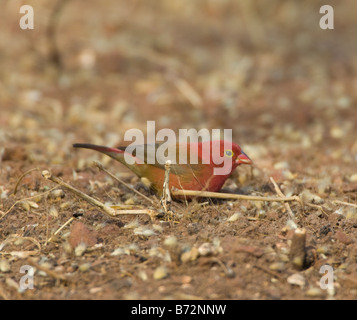 Red fatturati Firefinch Lagonosticta senegala selvatica Foto Stock