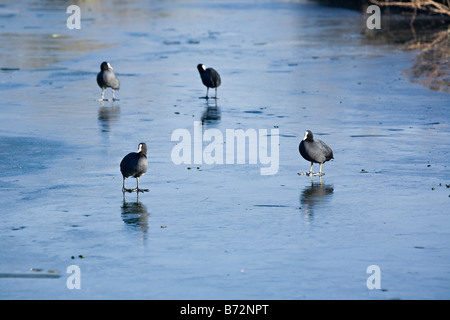 Un piccolo gruppo di Coots (Fulica atra Linnaeus) in piedi su ghiaccio in inverno, Sussex, UK Foto Stock