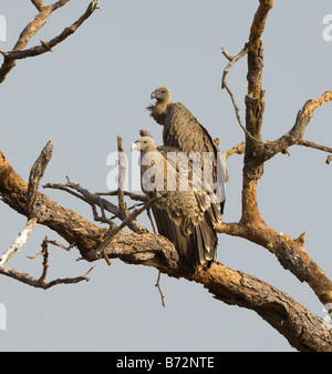 Ruppell s'avvoltoio grifone Gyps rueppellii selvatica Foto Stock