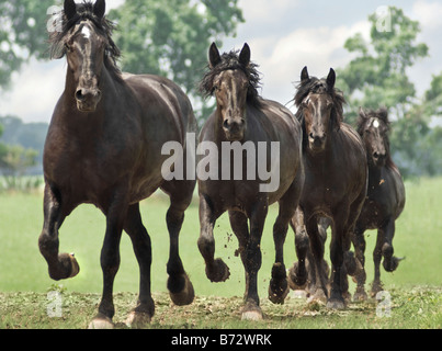 Allevamento di nero bozza Percheron Horse mares eseguire attraverso aprire campi verdi Foto Stock