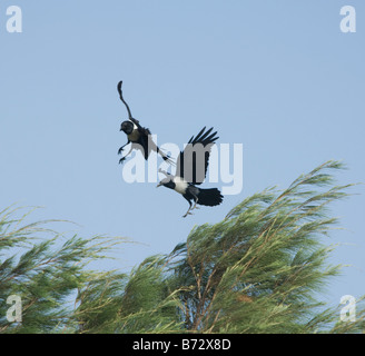 Pied Crows Corvus albus Foto Stock