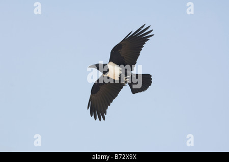 Pied Crow Corvus albus Foto Stock