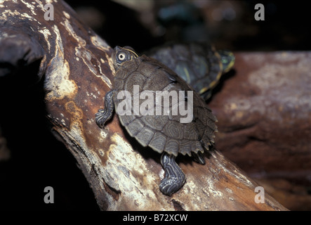 Mappa Texas Turtle Graptemys versa, Emydidae Foto Stock