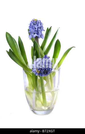 Fresh giacinto blu nel vaso di vetro oltre il simbolo in bianco per la primavera Foto Stock