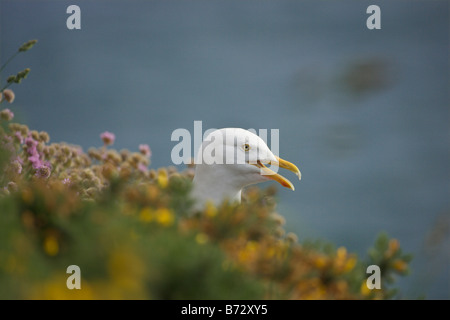 Herring Gull Larus argentatus testa che appare da grassy cliff edge Foto Stock