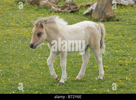 Pony Shetland puledro Unst Shetland Scozia UK Foto Stock