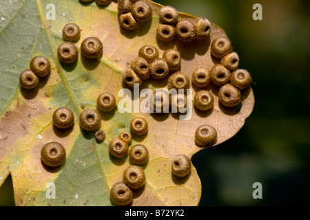 Rovere Pulsante di seta Spangle fiele su foglie di quercia nella Foresta di Epping Foto Stock