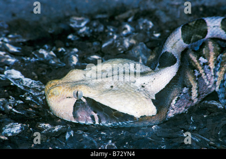 Gaboon Viper Close up Foto Stock