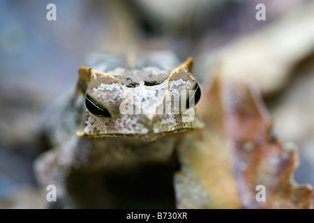 Il Suriname, Brownsweg, Brownsberg Parco Nazionale. Il rospo cornuta. Foto Stock