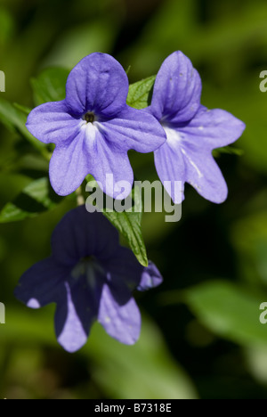 American Bush viola (Browallia speciosa, Solanaceae) Fiori Foto Stock