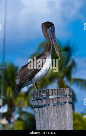 Sailfish Marina , un marrone pelican, Pelecanus occidentalis , nuotare nel mare cerca di pesce Foto Stock