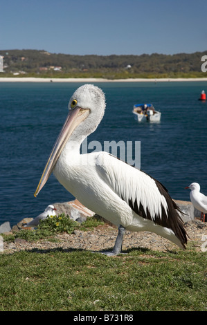 Australian Pelican Pelecanus conspicillatus Fabbri Swansea Canale Nuovo Galles del Sud Australia Foto Stock