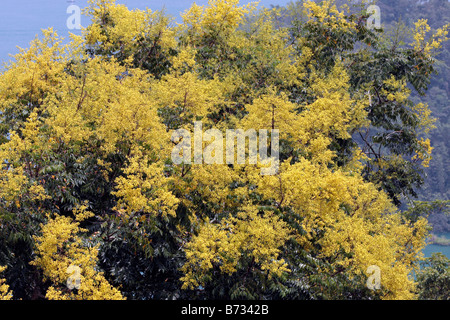 Fiori di Koelreuteria henryi Dummer Taiwan Foto Stock