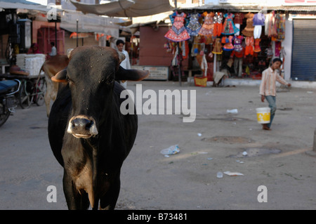 India Rajasthan Pushkar una vacca a piedi in strada del mercato Foto Stock