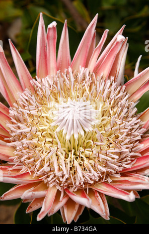 Re protea protea cynaroides il fiore nazionale del Sudafrica Kirstenbosch National Botanical Garden Città del Capo SUD AFRICA Foto Stock