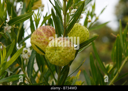 Impianto di cigno o un palloncino milkweed gomphocarpus physocarpus Kirstenbosch National Botanical Garden Città del Capo SUD AFRICA Foto Stock