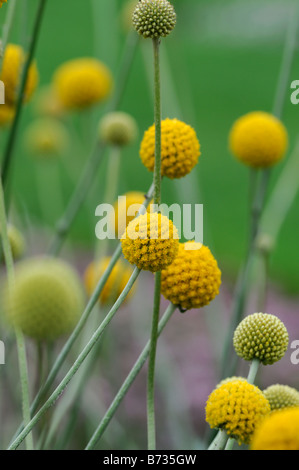 Craspedia globosa coscia Billy pulsanti forma fiore sfera sfera struttura strutturali levetta dello stelo alto e sottile Foto Stock