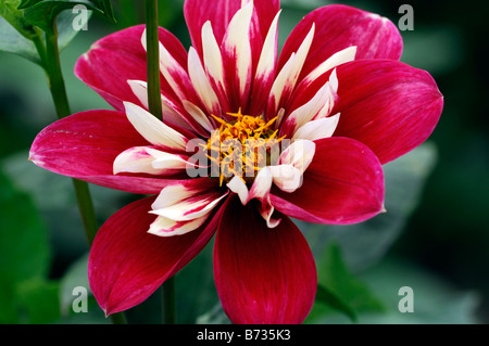 Dahlia 'Curiosità' collarette singolo anello esterno appartamento fiori ligulati fiore rosso bloom blossom Foto Stock