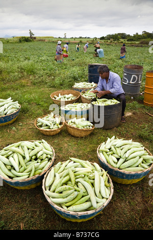 Uomo di smistamento e lavaggio cetrioli freschi appena raccolti dai campi a nord di Mauritius Foto Stock