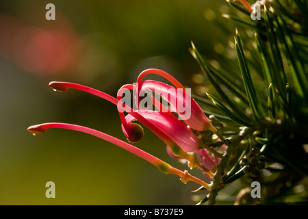 Un arbusto australiano Grevillea perla rosa giardino origine Australia Foto Stock