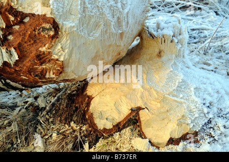 Tronco di albero con segni di rosicchiare abbattuto dal beaver sul fiume lago Øyeren vicino a Lillestrøm Norvegia Foto Stock