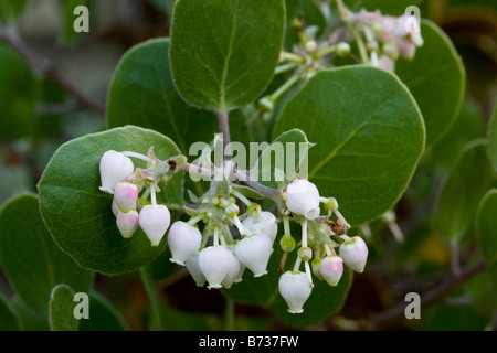 Shagbark Manzanita Arctostaphylos rudis centrale costa californiana Foto Stock