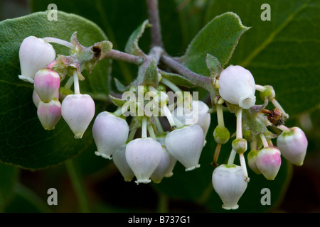 Shagbark Manzanita Arctostaphylos rudis centrale costa californiana Foto Stock