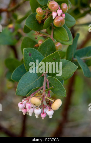 White Leaf manzanita Arctostaphylos viscida dalla California Foto Stock