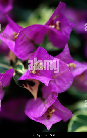 Bouganvillea glabra cv. variegata rosa fiori viola bloom blossom closeup close up dettaglio Foto Stock